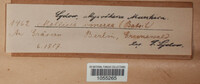 Mollisia cinerea image